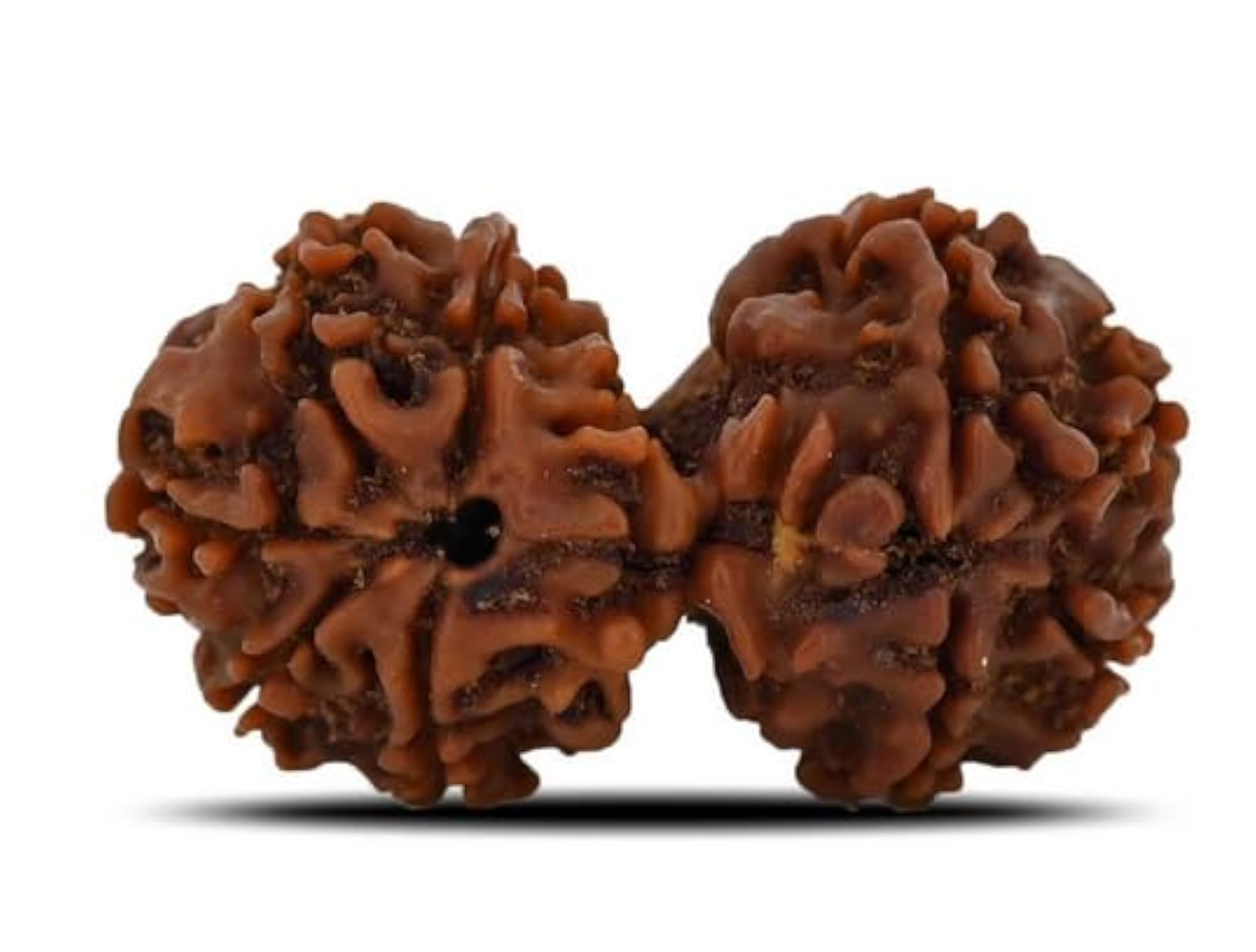 Superb Brown Gaurishankar Rudraksha, Lab Certified Pendant